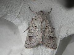 Pudderfly (Ammoconia caecimacula)