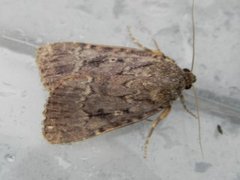 Copper Underwing (Amphipyra pyramidea)