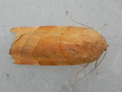 Broad-bordered Yellow Underwing (Noctua fimbriata)