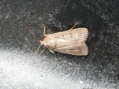 Mouse Moth (Amphipyra tragopoginis)