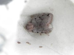 Brown-spot Pinion (Agrochola litura)