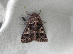 Fiolett nellikfly (Sideridis rivularis)