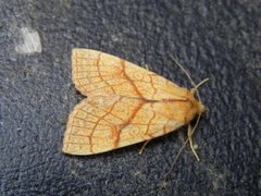 Orange Sallow (Tiliacea citrago)