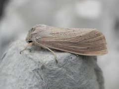 Takrørfly (Rhizedra lutosa)