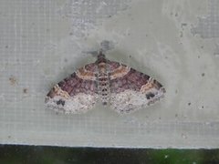 Red Twin-spot Carpet (Xanthorhoe spadicearia)