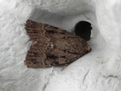 Copper Underwing (Amphipyra pyramidea)