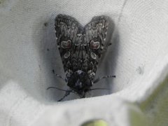 Grått kappefly (Lithophane consocia)