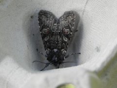 Softly's Shoulder-knot (Lithophane consocia)