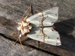 Grønnbåndet rotfly (Staurophora celsia)