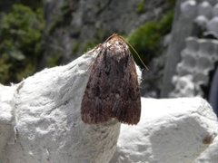 Copper Underwing (Amphipyra pyramidea)