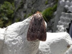 Rødt pyramidefly (Amphipyra pyramidea)