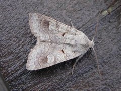 Pudderfly (Ammoconia caecimacula)