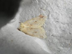 The Sallow (Xanthia icteritia)