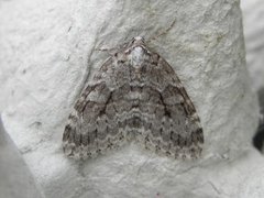 Pale November Moth (Epirrita christyi)