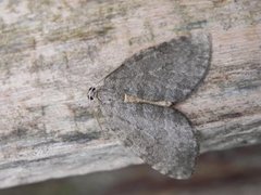 Pale November Moth (Epirrita christyi)