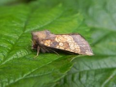 Frosted Orange (Gortyna flavago)