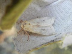 Blekt gulfly (Xanthia icteritia)