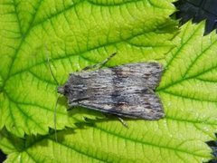 Pale Pinion (Lithophane socia)