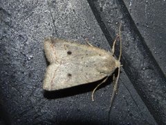 Red-line Quaker (Agrochola lota)