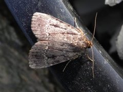 Copper Underwing (Amphipyra pyramidea)