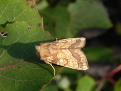 Frosted Orange (Gortyna flavago)