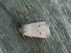 Red-line Quaker (Agrochola lota)