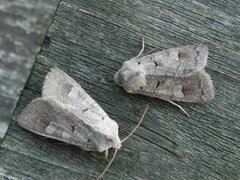 Pudderfly (Ammoconia caecimacula)