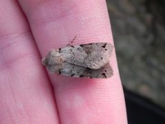 Brown-spot Pinion (Agrochola litura)