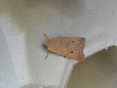 Yellow-line Quaker (Agrochola macilenta)