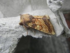 Frosted Orange (Gortyna flavago)