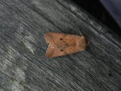 Yellow-line Quaker (Agrochola macilenta)