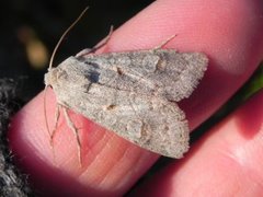 Pudderfly (Ammoconia caecimacula)