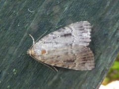 Copper Underwing (Amphipyra pyramidea)