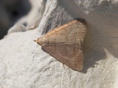 The Fan-foot (Herminia tarsipennalis)