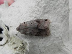 Brown-spot Pinion (Agrochola litura)