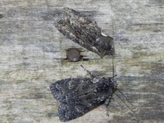 Softly's Shoulder-knot (Lithophane consocia)