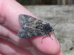 Softly's Shoulder-knot (Lithophane consocia)