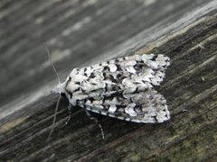 Grønt eikefly (Griposia aprilina)