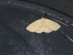 Olive Crescent (Trisateles emortualis)