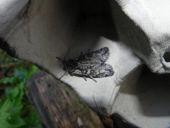 Softly's Shoulder-knot (Lithophane consocia)