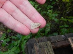 Yellow-line Quaker (Agrochola macilenta)