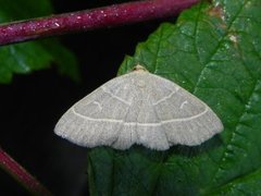 Olive Crescent (Trisateles emortualis)