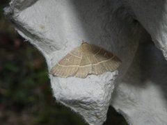 Olive Crescent (Trisateles emortualis)