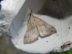 Snout (Hypena proboscidalis)
