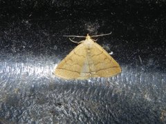 Gråbrunt viftefly (Herminia tarsipennalis)