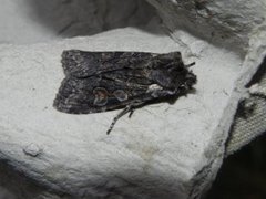 Softly's Shoulder-knot (Lithophane consocia)