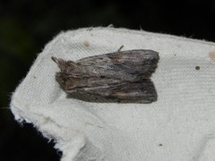 Brunt kappefly (Lithophane socia)