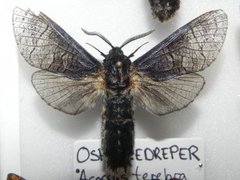 Ospetredreper (Acossus terebra)