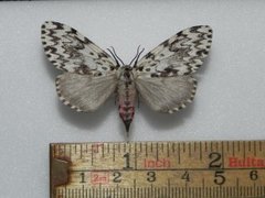 Black Arches (Lymantria monacha)