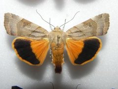 Broad-bordered Yellow Underwing (Noctua fimbriata)